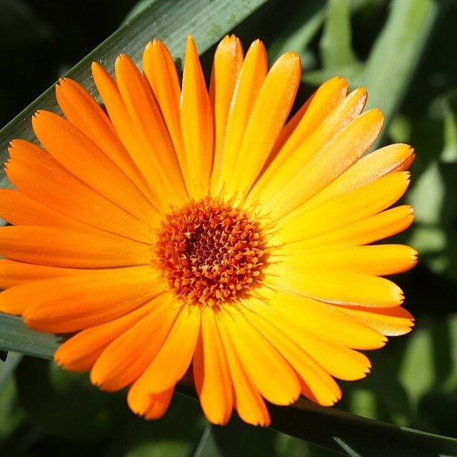 Calendula Seed