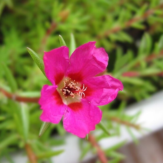 Portulaca Seed