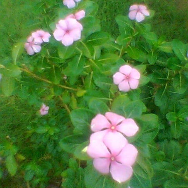 Vinca Seed